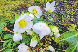 Siim Aimla Jazz Quartet Helen Nelis-Naukas sai tähtsa preemia