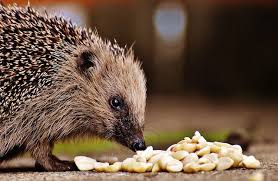 5 Things To Know Before Adopting A Hedgehog Https Www Petful Com Other Pets 5 Things To Know Before Adopting A Hedgehog Hedgehog Pet Hedgehog Cage Pets