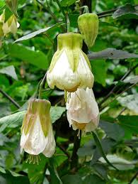 Image result for Abutilon longicuspe