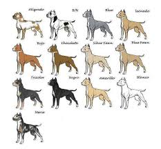 Pit Coloring Chart Pitbull Colors Bully Dog Pitbull Terrier