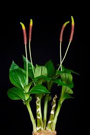 Image result for Malaxis schliebenii