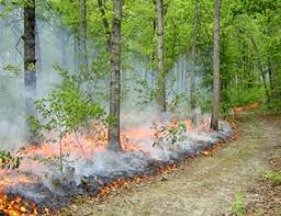 Roselyn romero 2:18 pm, may 15, 2021. 4 000 Year Study Supports Use Of Controlled Burns Duke Today