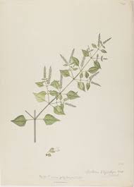 Image result for Crabbea cirsioides