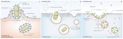 Check spelling or type a new query. The Cell Knowledge Amboss