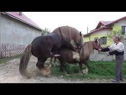 Kuda Kawin Anunya Gede Banget Horse Mating Compilation Youtube Horses Horse Mate Animals