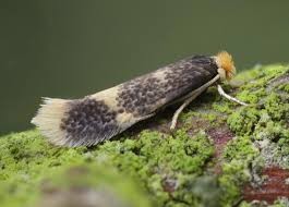 Image result for Stigmella floslactella