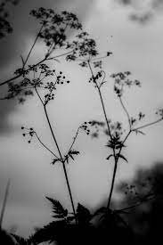 Rd.com pets & animals think of flamboyance in the animal kingdom, and a colorful menagerie springs to mind: 500 Black And White Flower Pictures Hd Download Free Images On Unsplash
