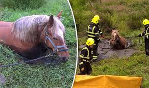 horse sinking into bog saved by