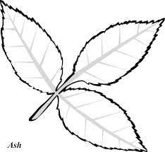 Image result for a leaf