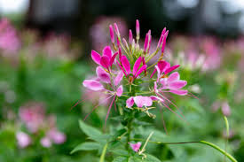 Image result for Cleome spinosa