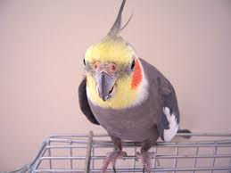 Cockatiel mutations occur when a pigment gene is changed in some way or muted altogether. Cockatiels Aztec Animal Clinic