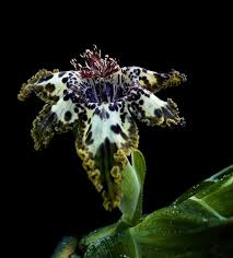 Image result for Ferraria glutinosa