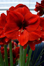 Pin On Flowers