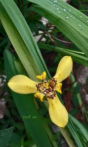 Image result for Brachycorythis buchananii
