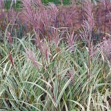 Plant Profile For Miscanthus Sinensis Silberpfeil Silver Arrow Miscanthus Perennial Ornamental Grasses Flowers Canada Plants