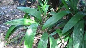 Image result for Molineria