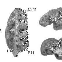 Image result for Ampelocissus obtusata