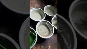 Akuarium yang dibutuhkan dalam cara merawat ikan guppy pertama adalah airnya tenang dan suhunya teduh atau suhu ruang. Budidaya Ikan Guppy Dalam Ember Youtube