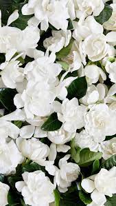 Pin On Flower Photography