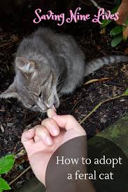 Stray cat or feral cat? Adopting A Cat Tips And Tricks With Time And Patience A Feral Cat Can Be Adopted And Transitioned To An Indoor Lifestyle Catadopti Feral Cats Cats Cat Care