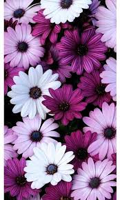 Pinterest Wallpaper Wallpaper Photography Photooftheday Love Cute Mobile Instagram 91 Purple Wallpaper Flower Wallpaper Nature