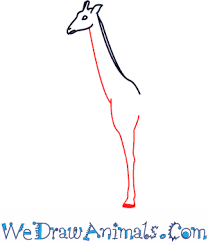 Baby giraffe and mother coloring page free printable. How To Draw A Giraffe