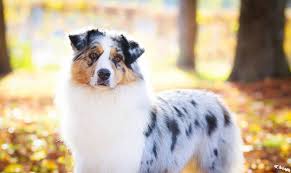 Jewel Born In Frienship Des Chemins Cathares Berger Australien Bleue Merle Lof Auver Berger Australien Berger Australien Bleu Merle Chien Berger Australien