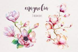 Watercolor Magnolia Flowers Floral Wedding Digital Clip Art Etsy Flower Drawing Magnolia Flower Magnolia Tattoo