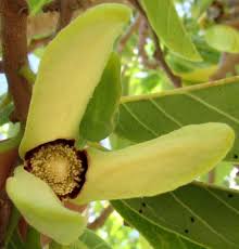 Image result for Annona squamosa