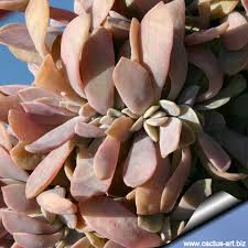 We did not find results for: Graptoveria Cv Fred Ives Forma Cristata