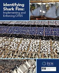 Identifying Shark Fins