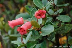 Image result for Rhododendron pulchrum