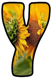 buchstabe letter y cellphone wallpaper sunflower alphabet