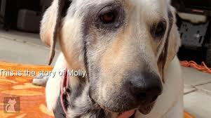 What does throat cancer look like. Suffering And Neglected Dog With Cancer Is Rescued And Becomes Therapy Dog To Cancer Patients Huffpost