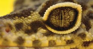 What To Do If Your Leopard Gecko Has Eye Issues Leopard Gecko Gecko Reptiles And Amphibians