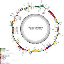Image result for Sium repandum