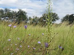 Image result for Habenaria nyikana