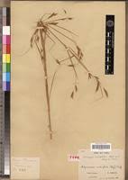 Image result for Elymandra