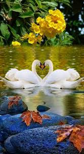 2 Artistic Beautiful Swans In Love 5 Images Montage Beautiful Nature Pictures Swans Art Beautiful Birds