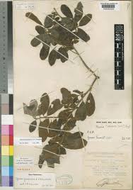 Image result for Ozoroa viridis