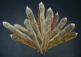 Image result for Laburnum