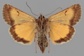 Image result for Syngrapha hochenwarthi