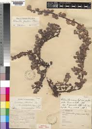 Image result for Alchemilla johnstonii