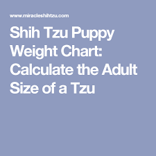 Shih Tzu Puppy Weight Chart Calculate The Adult Size Of A