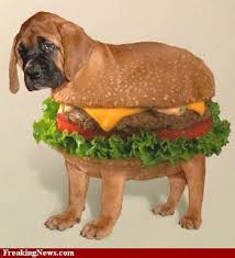 10 Funny Photoshop Dogs Funny Photoshop Vegan Animals Burger Dogs