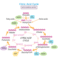 Ap Biology Biochemistry Basics Pogil Answer Key Physiology Tutorials Draw It To Know It Biochemistry Notes Medical School Studying Mcat Study