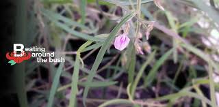 Image result for Afrohybanthus enneaspermus