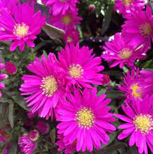 Aster Flowers Aster Weddingflowers Sopretty Labola Co Za Aster Flower Wedding Flowers Flowers