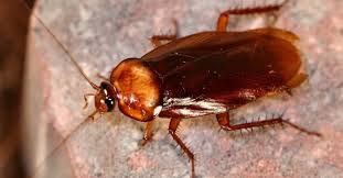 We offer same day appointments and emergency calls for no additional charge. Pest Control Rochester Ny Pest Exterminator