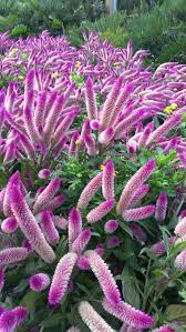 Pin On Outdoors Gardening